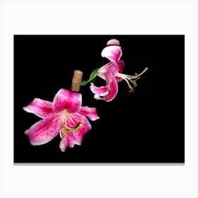 Pink Lily Canvas Print