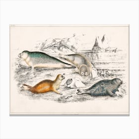 Collection Of Various Seals, Oliver Goldsmith  Canvas Print