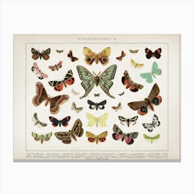 Vintage Brockhaus 1 Schmetterlinge 2 Canvas Print