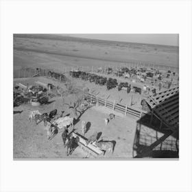 Untitled Photo, Possibly Related To Washing And Grooming Hereford Cattle At The Wash Rack At The San Angelo Fat Canvas Print