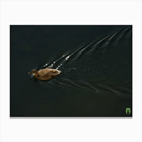 Duck In The Water 20210101 117ppub Canvas Print