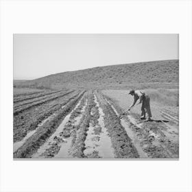 Newly Arrived Farmer On The Vale Owyhee Irrigation Project, Malheur County, Oregon By Russell Lee Canvas Print