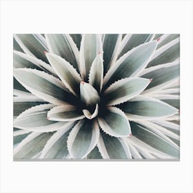 Blue Green Succulent Canvas Print