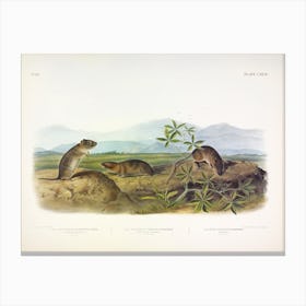 Bank Rat, John James Audubon Canvas Print