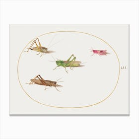 Four Grasshoppers (1575–1580), Joris Hoefnagel Canvas Print