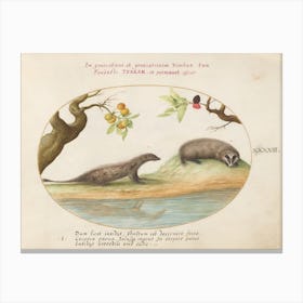 Quadervpedia Animals And Reptiles, Joris Hoefnagel (10) Canvas Print