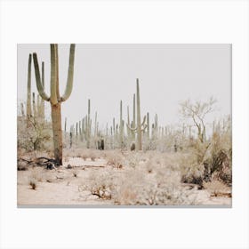 Sonoran Desert Scenery Canvas Print