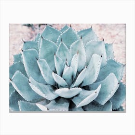 Blue Desert Agave Canvas Print