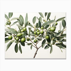 Olive Tree Branch Canvas Print