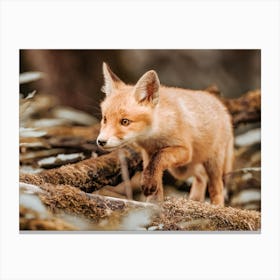 Red Fox Cub Canvas Print