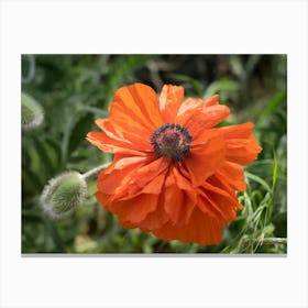 Poppy blossom in the meadow Canvas Print