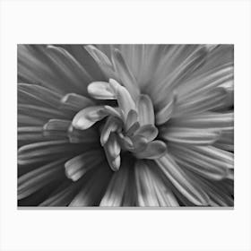 Chrysanthemum 1 Canvas Print