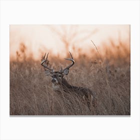 Morning Dawn Deer Canvas Print