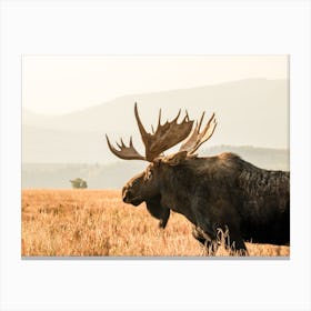 Open Range Moose Canvas Print