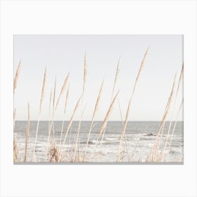 Beach Reeds_2192487 Canvas Print