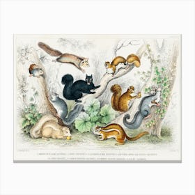 American Black Squirrel, Ariel Petaurus, Squirrel Like Petaurus And Lesser American Flying Squirrel, Oliver Goldsmith Canvas Print