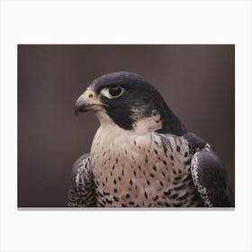 Coopers Hawk Canvas Print