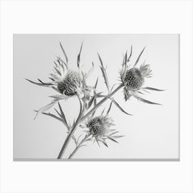 Thistle Canvas Print