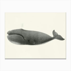 North Pacific Right Whale, Charles Melville Scammon Canvas Print