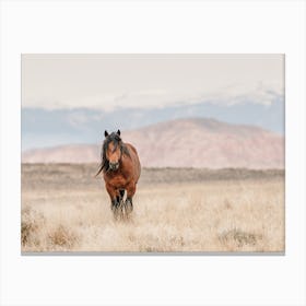 Horse On Horizon Canvas Print