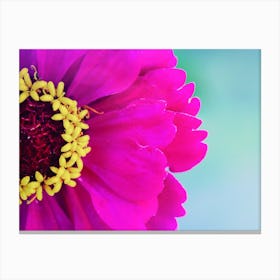 Zinnia Flower Canvas Print