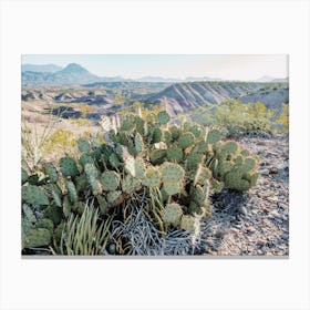 Texas Desert Cactus Canvas Print