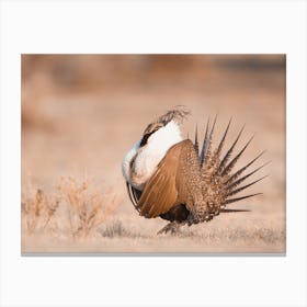 Greater Sage Grouse Canvas Print