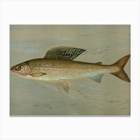 Vintage Sturgeon Canvas Print