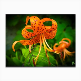 Orange Lily 20190812 05ppub Canvas Print