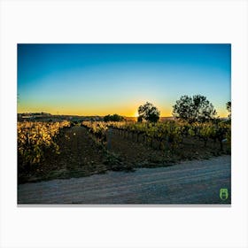 Sunset In The Vineyard 202312021800110pub Canvas Print