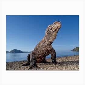 Komodo Lizard Canvas Print