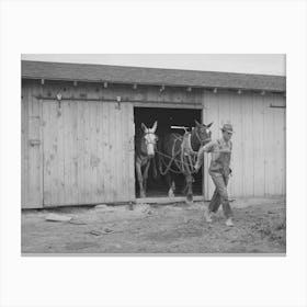 Ray Halstead, Fsa (Farm Security Administration) Rehabilitation Borrower, Leading His Team Out Of The Barn Canvas Print