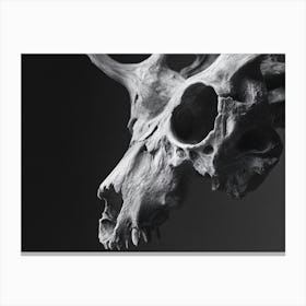 Skull Of A Deer Canvas Print