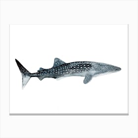 Sea Life Whale Shark Canvas Print