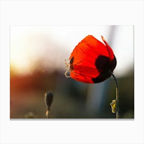 Red Poppy Flower At Sunset Canvas Print