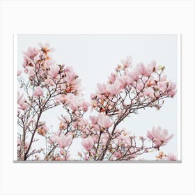 Dusty Pink Magnolias Canvas Print