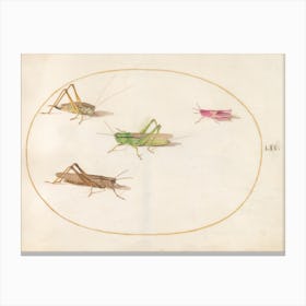 Four Grasshoppers (c. 1575-1580), Joris Hoefnagel Canvas Print