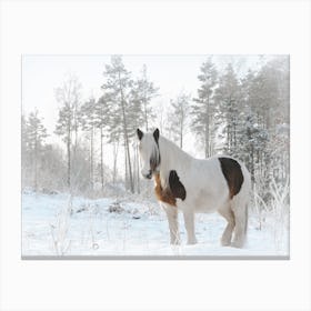 Furry Winter Horse Canvas Print