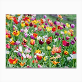 Spring Tulips Canvas Print