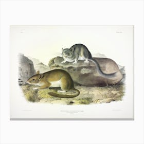 Rocky Mountain Neotoma, John James Audubon Canvas Print
