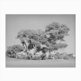 Clump Of Cottonwood Trees Near Phoenix, Arizona, Municipal Golf Course By Russell Lee Canvas Print
