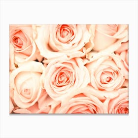 Pink Roses Canvas Print