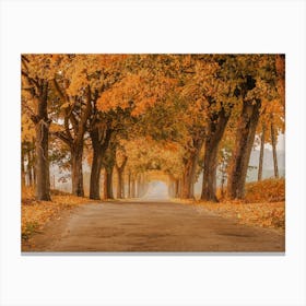 Warm Autumn Forest Canvas Print