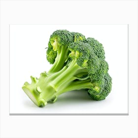 Broccoli On A White Background Canvas Print