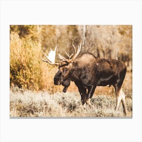 Western Moose Scenery Canvas Print