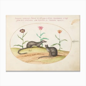 Quadervpedia Animals And Reptiles, Joris Hoefnagel (13) Canvas Print
