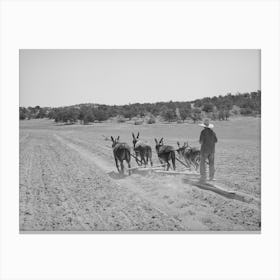 Untitled Photo, Possibly Related To Mr, Leatherman Terraces With Four Burros, Pie Town, New Mexico By Russell Lee Canvas Print