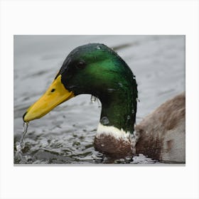 Mallard Duck 2 Stampe su tela