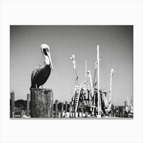 Pelican SC Canvas Print