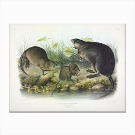 Musk Rat, Musquash, John James Audubon Canvas Print